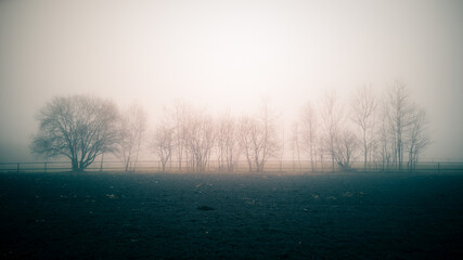 Fog Between the Fields