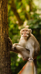 The monkey is sitting on the railing in a funny pose on the background of forest - Image