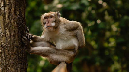 The monkey is sitting on the railing in a funny pose on the background of forest - Image