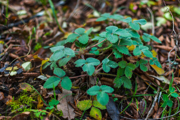 Strawberry leaves in the autumn forest among fallen leaves and grass. Natural green background. Soft focus, shallow depth of field. Emerald leaves top view in drops of morning dew. Forest after rain.