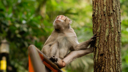 The monkey is sitting on the railing in a funny pose on the background of forest - Image