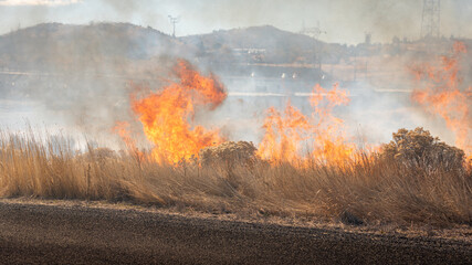 flames of a grass fire
