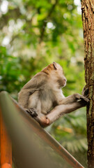 A monkey sitting on a branch of tree looking at something interesting up there - Image