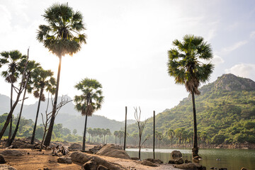 palm trees on the Lake