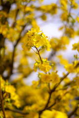 Hoa Mai tree (Ochna Integerrima) flower, traditional lunar new year (Tet holiday) in Vietnam