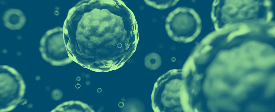 Stammzelle unter dem Mikroskop: Thema Biologie oder K&ouml;rper