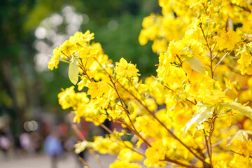 Hoa Mai tree (Ochna Integerrima) flower, traditional lunar new year (Tet holiday) in Vietnam