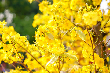 Hoa Mai tree (Ochna Integerrima) flower, traditional lunar new year (Tet holiday) in Vietnam