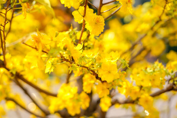 Hoa Mai tree (Ochna Integerrima) flower, traditional lunar new year (Tet holiday) in Vietnam