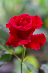 Red rose nature blur background