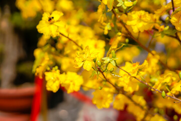 Hoa Mai tree (Ochna Integerrima) flower, traditional lunar new year (Tet holiday) in Vietnam