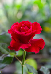 Red rose nature blur background