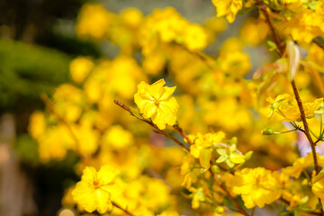 Hoa Mai tree (Ochna Integerrima) flower, traditional lunar new year (Tet holiday) in Vietnam