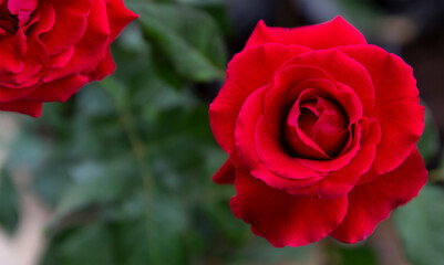 Red rose nature blur background