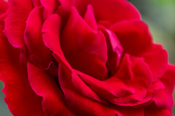 Red rose nature blur background