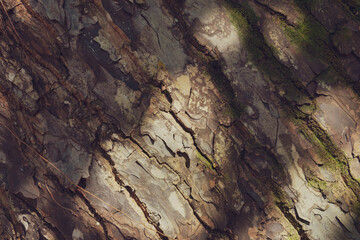 bark of tree in dappled sunlight