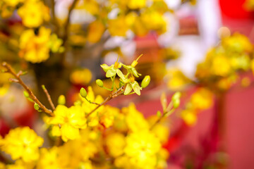 Hoa Mai tree (Ochna Integerrima) flower, traditional lunar new year (Tet holiday) in Vietnam