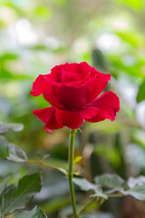 Red rose nature blur background