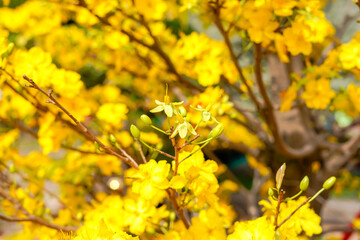 Hoa Mai tree (Ochna Integerrima) flower, traditional lunar new year (Tet holiday) in Vietnam