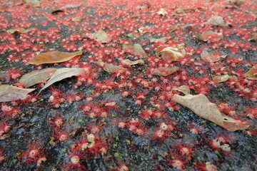 Red flowers and fallen leaves on the ground