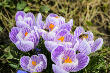 Blossoming early spring striped purple crocuses. Bees on a flowers. Selective focus on in the center of flowers.