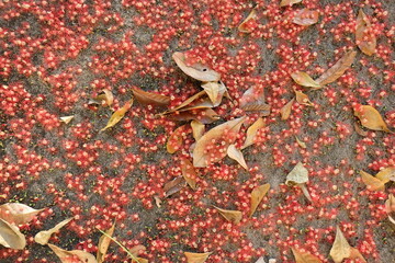 Red flowers and fallen leaves on the ground