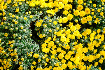 Yellow daisy flower blooming in a street market during Tet, the Lunar New Year in Vietnam