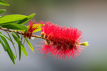 Red Bottlebrush tree in flower in the summertime