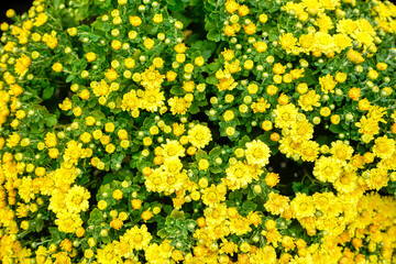 Yellow daisy flower blooming in a street market during Tet, the Lunar New Year in Vietnam