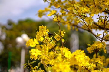 Hoa Mai tree (Ochna Integerrima) flower, traditional lunar new year (Tet holiday) in Vietnam