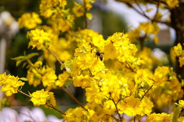 Hoa Mai tree (Ochna Integerrima) flower, traditional lunar new year (Tet holiday) in Vietnam