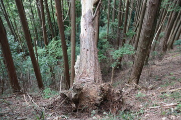 宇連山の綺麗な景色