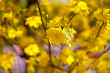 Hoa Mai tree (Ochna Integerrima) flower, traditional lunar new year (Tet holiday) in Vietnam