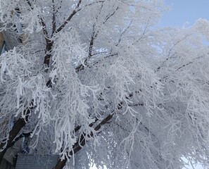 a tree after a snowfall in the city