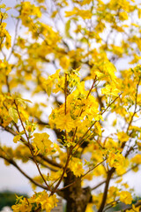 Hoa Mai tree (Ochna Integerrima) flower, traditional lunar new year (Tet holiday) in Vietnam