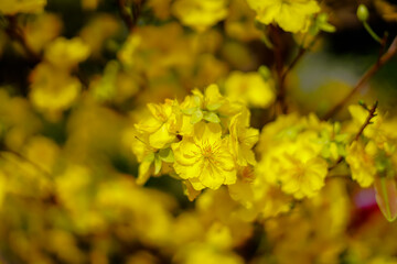 Hoa Mai tree (Ochna Integerrima) flower, traditional lunar new year (Tet holiday) in Vietnam