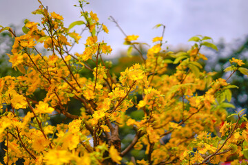 Hoa Mai tree (Ochna Integerrima) flower, traditional lunar new year (Tet holiday) in Vietnam