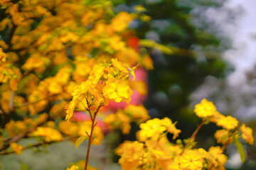 Hoa Mai tree (Ochna Integerrima) flower, traditional lunar new year (Tet holiday) in Vietnam