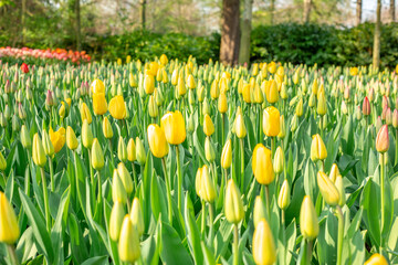 Flower bed of beautiful tulips. Tulips in buds. Blooming flowers in Keukenhof park in Netherlands, Europe
