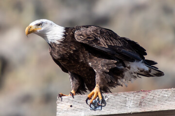 bald eagle hunts from pole