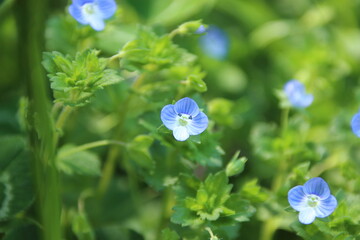道端に咲く小さな花