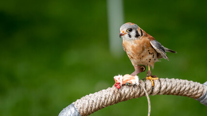 peregrine falcon eating a squirrel 