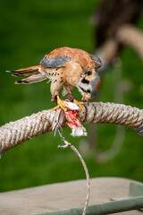 peregrine falcon eating a squirrel 