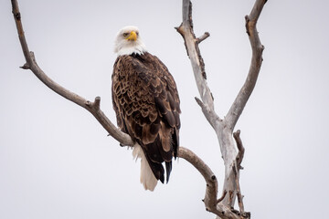 bald eagle in a tree