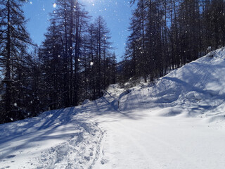 Winter white pine forest with snow in alps mountain as Christmas background