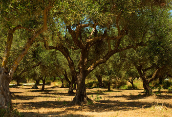 Beautiful ancient olive trees on the island Zakynthos, Greece.