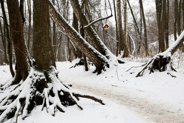 Path in a winter park, snow covered trees with big roots, picturesque view. Nature after snowfall, cold weather