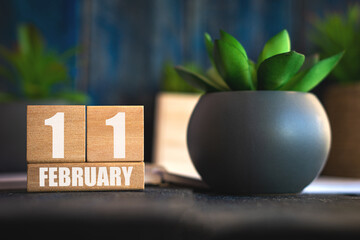 february 11th. Day 11 of month, Cube calendar with date and pot with succulent placed on table at home Simple calendar. winter month, day of the year concept