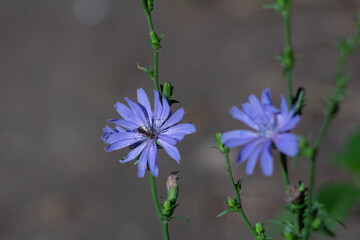wild flower plant with blue coloration