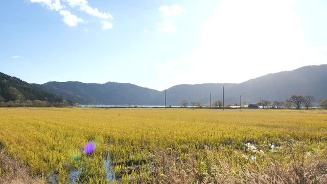 Lake Yogo seen beyond the rice fields in Shiga Prefecture in autumn.